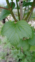 Viburnum opulus americanum
