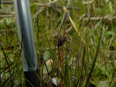 Schoenus concinnus