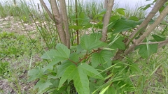 Viburnum opulus americanum