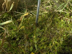 Schoenus concinnus