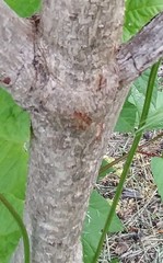 Viburnum opulus americanum