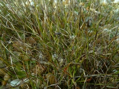 Schoenus concinnus