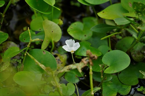 Hydrocharis dubia, photograph 6