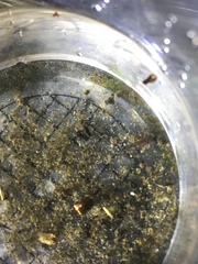 Lacconectus formosanus