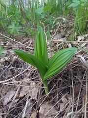 Veratrum nigrum