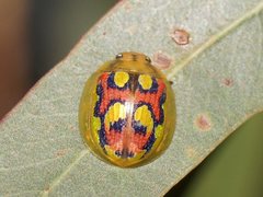 Paropsisterna gloriosa