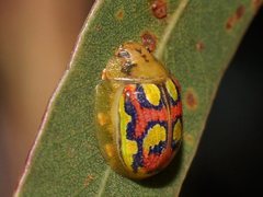 Paropsisterna gloriosa