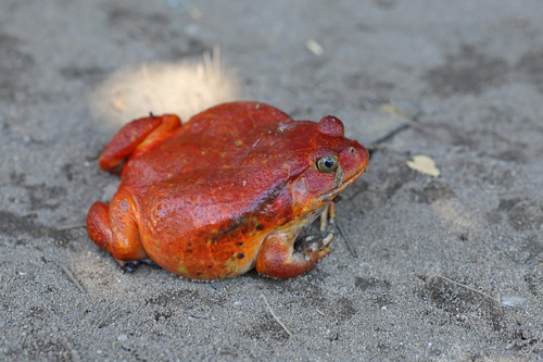 Dyscophus antongilii