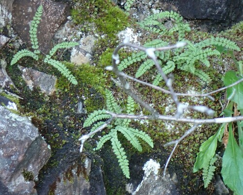 Smooth woodsia (Woodsia glabella)
