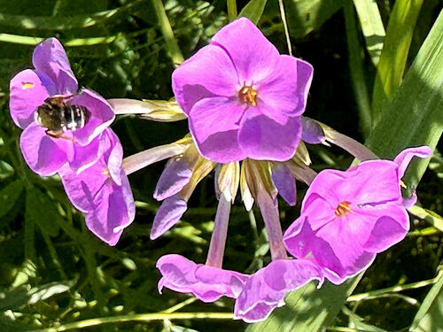 Smooth phlox (Phlox glaberrima)