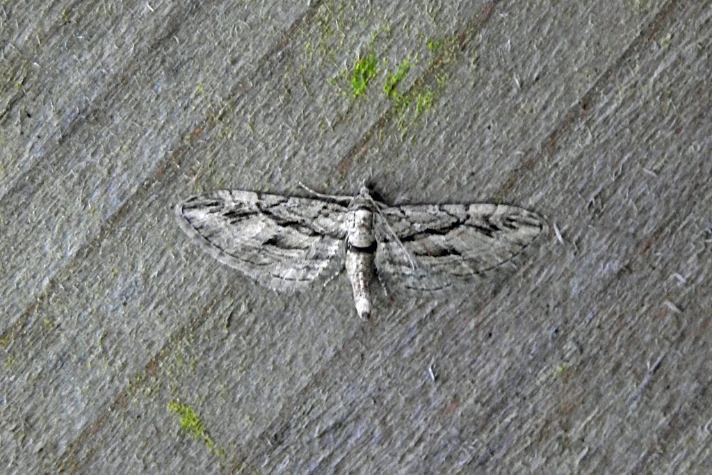 Cypress Pug