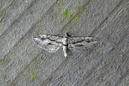 Cypress Pug