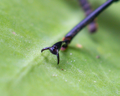 Borneocamaria laticornis