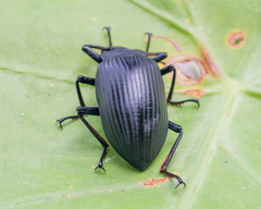 Borneocamaria laticornis