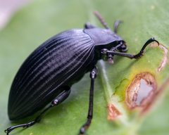 Borneocamaria laticornis