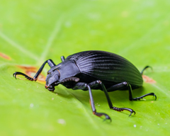 Borneocamaria laticornis