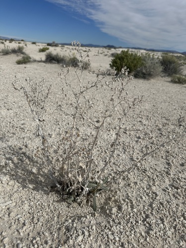 Image of Mentzelia leucophylla by (c) Matt Berger, some rights reserved (CC BY)