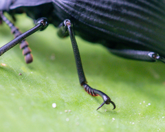 Borneocamaria laticornis