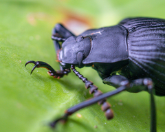 Borneocamaria laticornis