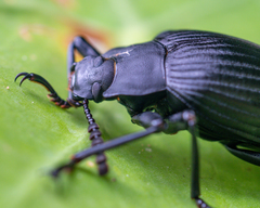 Borneocamaria laticornis
