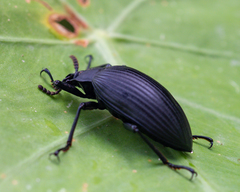 Borneocamaria laticornis