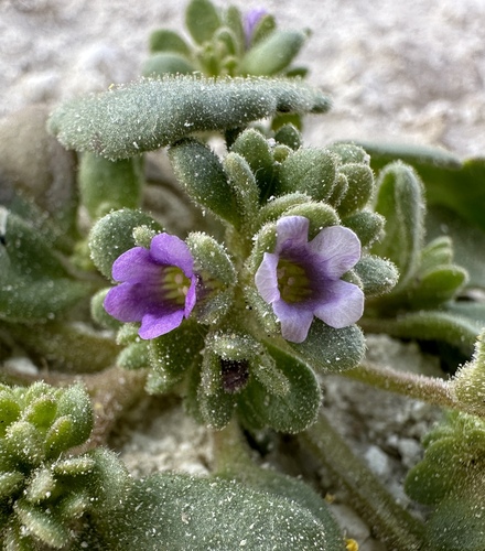 Image of Phacelia parishii by (c) Matt Berger, some rights reserved (CC BY)