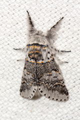 Furcula occidentalis