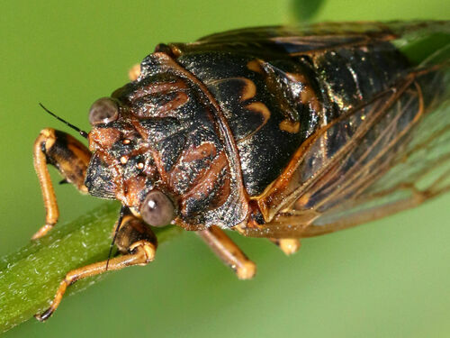 Prairie Cicada photographed in Ohio