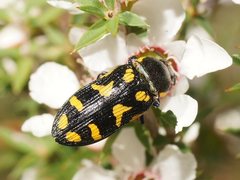 Castiarina octospilota