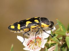 Castiarina octospilota