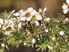 Castiarina octospilota