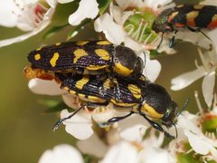 Castiarina octospilota