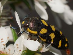Castiarina octospilota