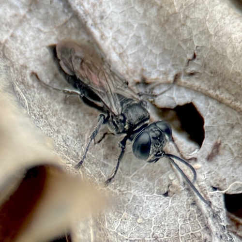 Tachysphex similis