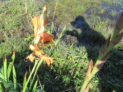 Watsonia bachmannii