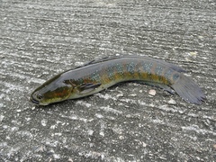 Channa asiatica