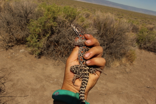 Long-nosed Leopard Lizard, Lake County, US-OR, US, photo 8 of 10