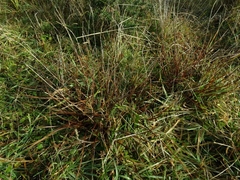 Carex punicea