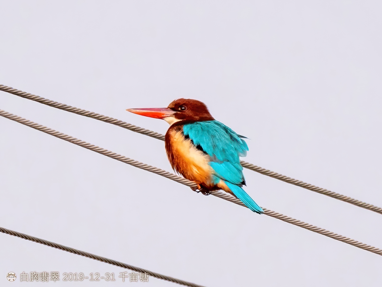 White-throated Kingfisher
