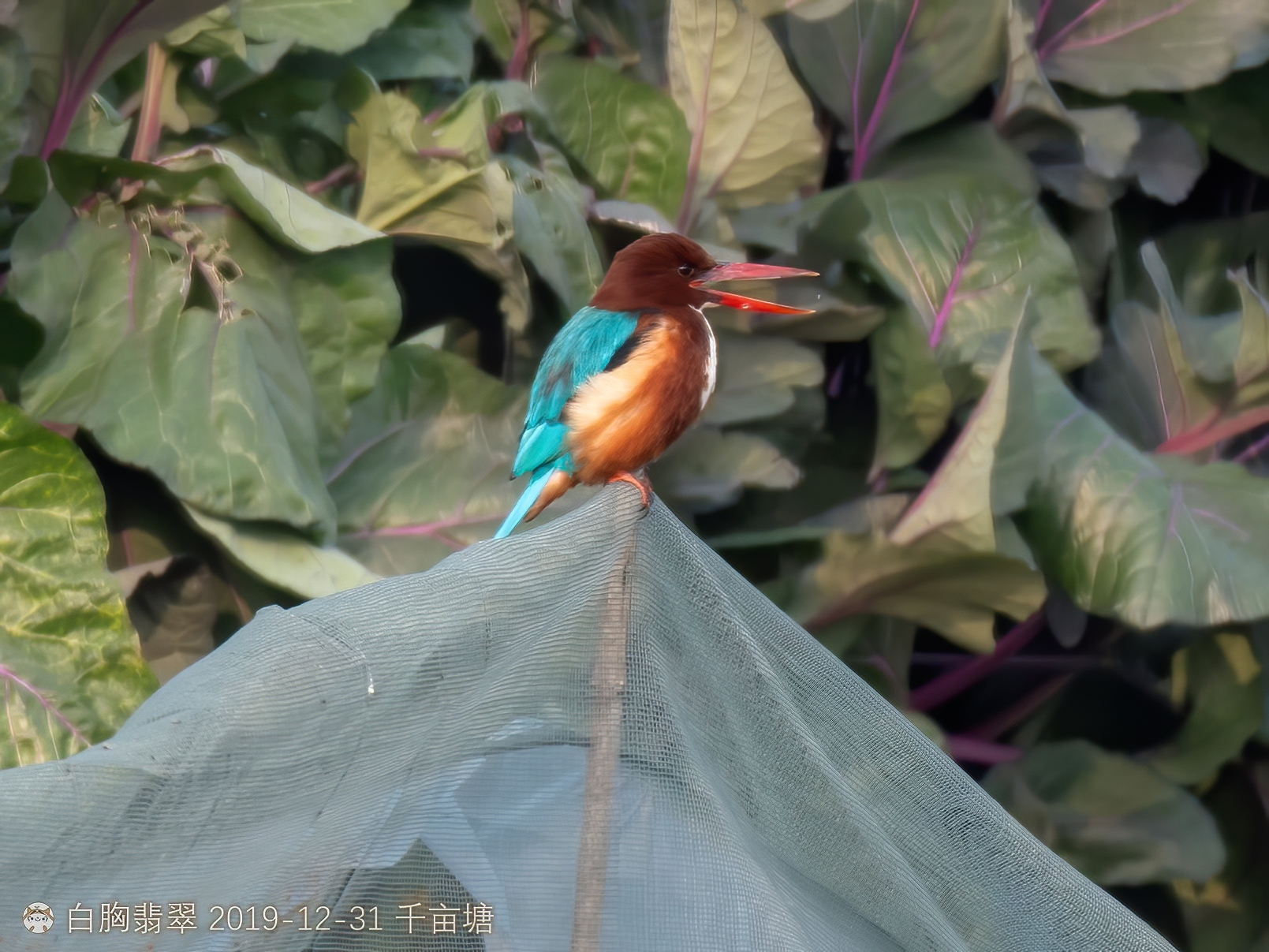 White-throated Kingfisher