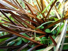 Carex punicea