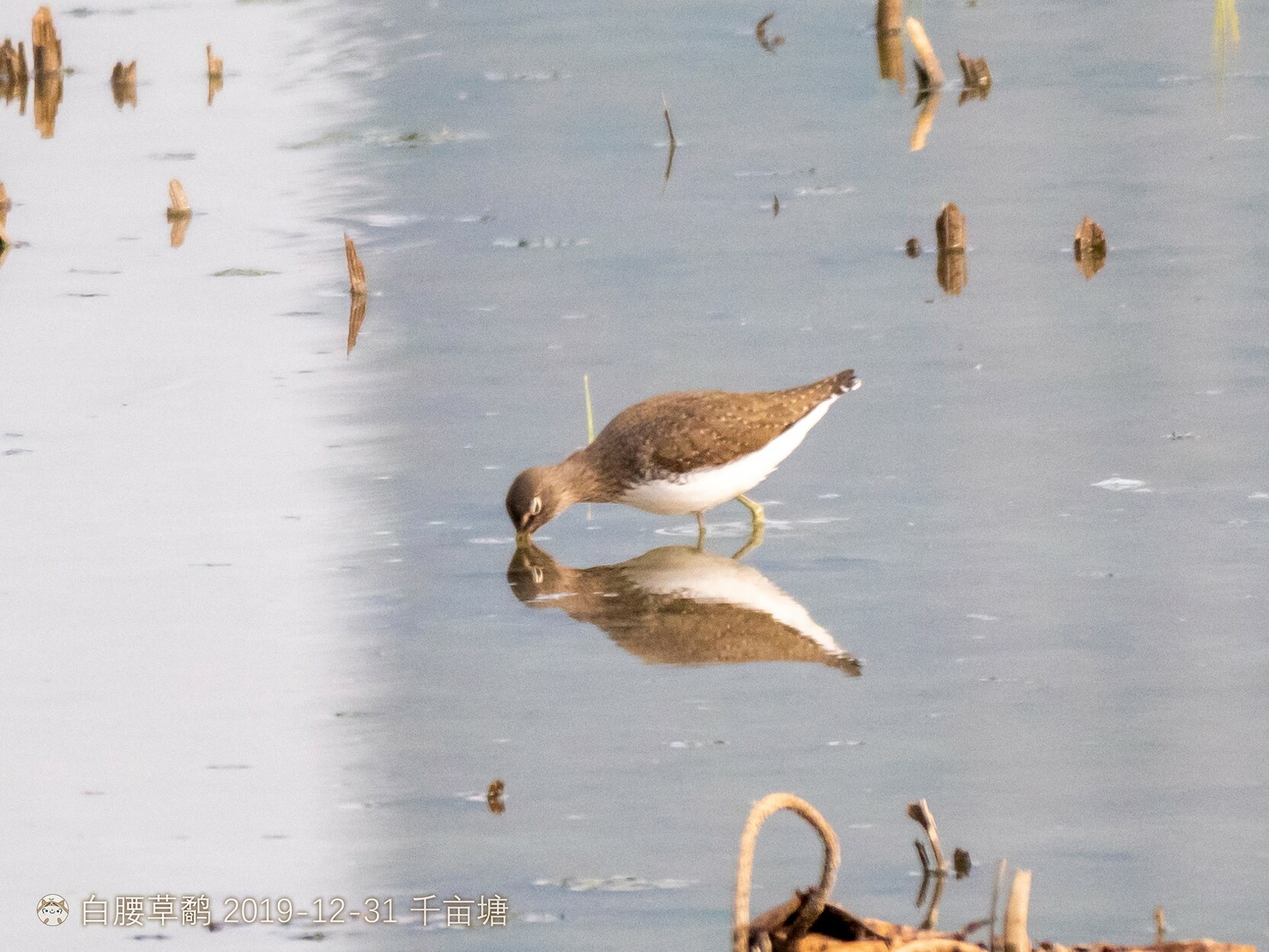 Green Sandpiper