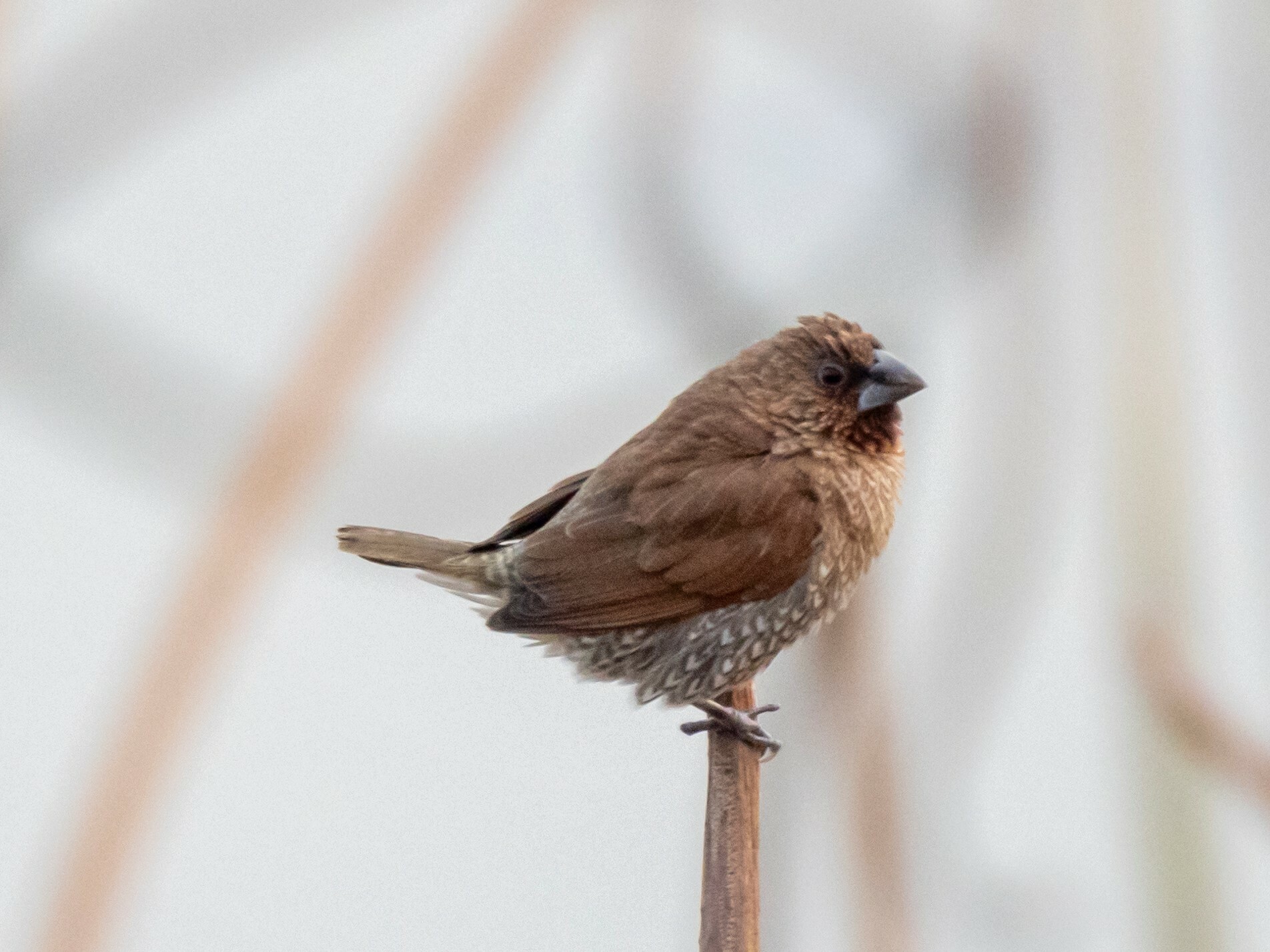 Scaly-breasted Munia