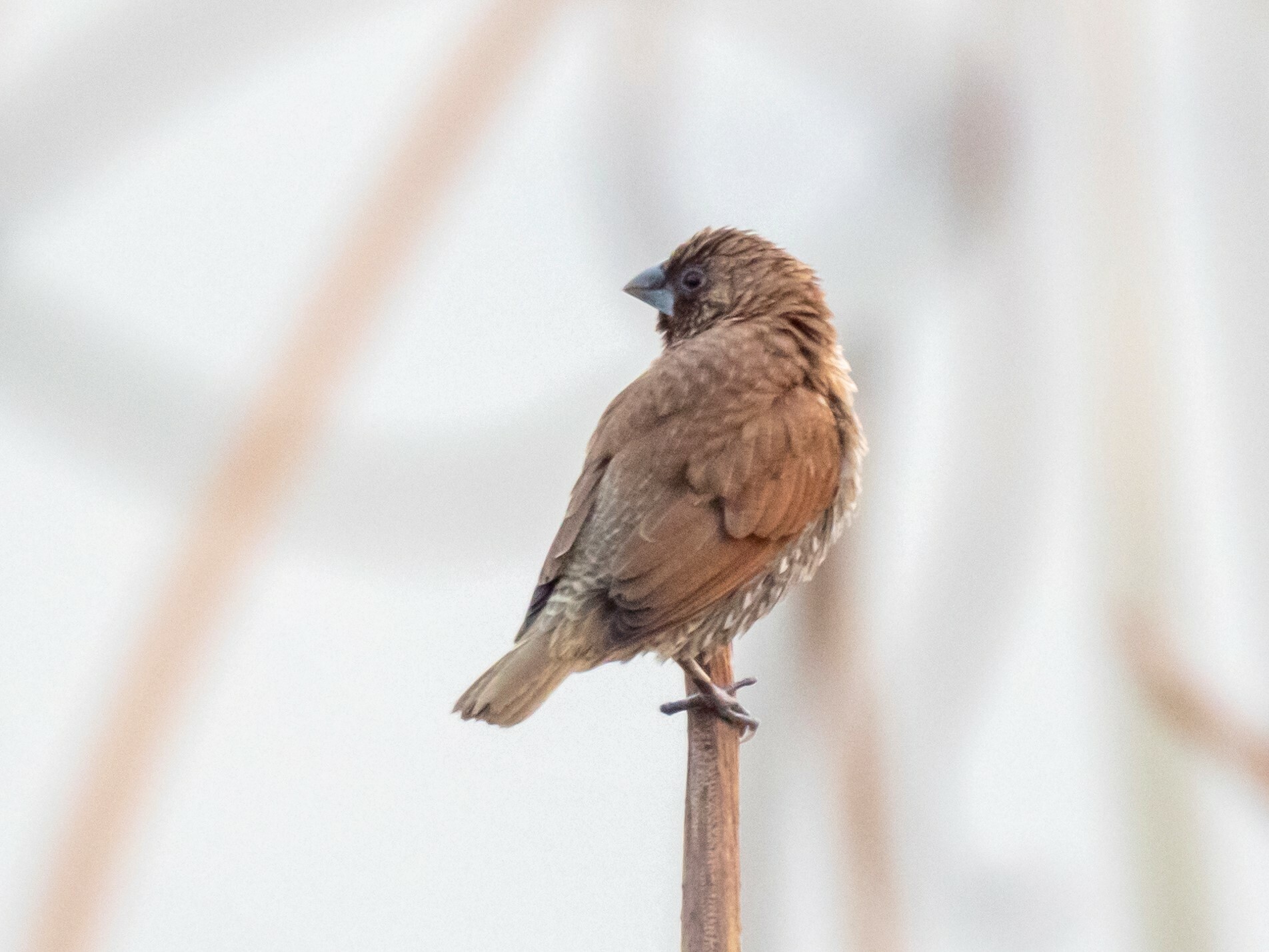 Scaly-breasted Munia