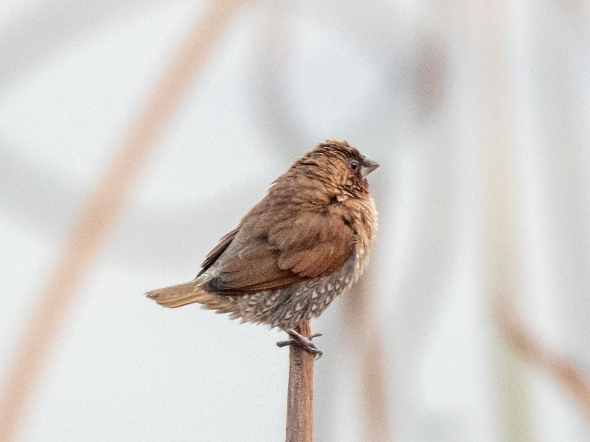 Scaly-breasted Munia