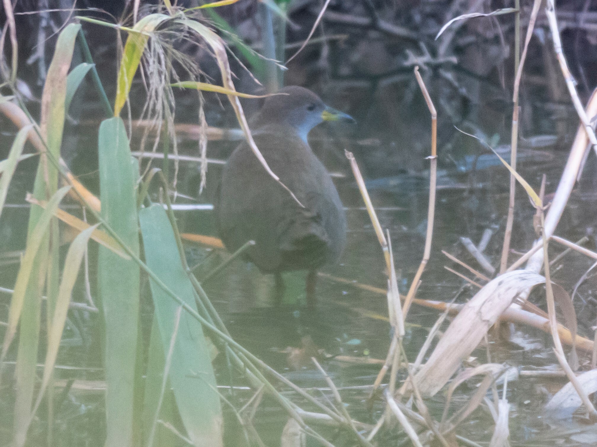 Brown Crake