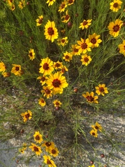 Rudbeckiinae