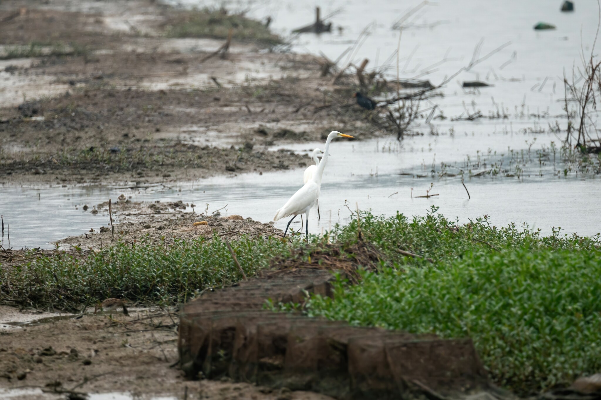 Medium Egret