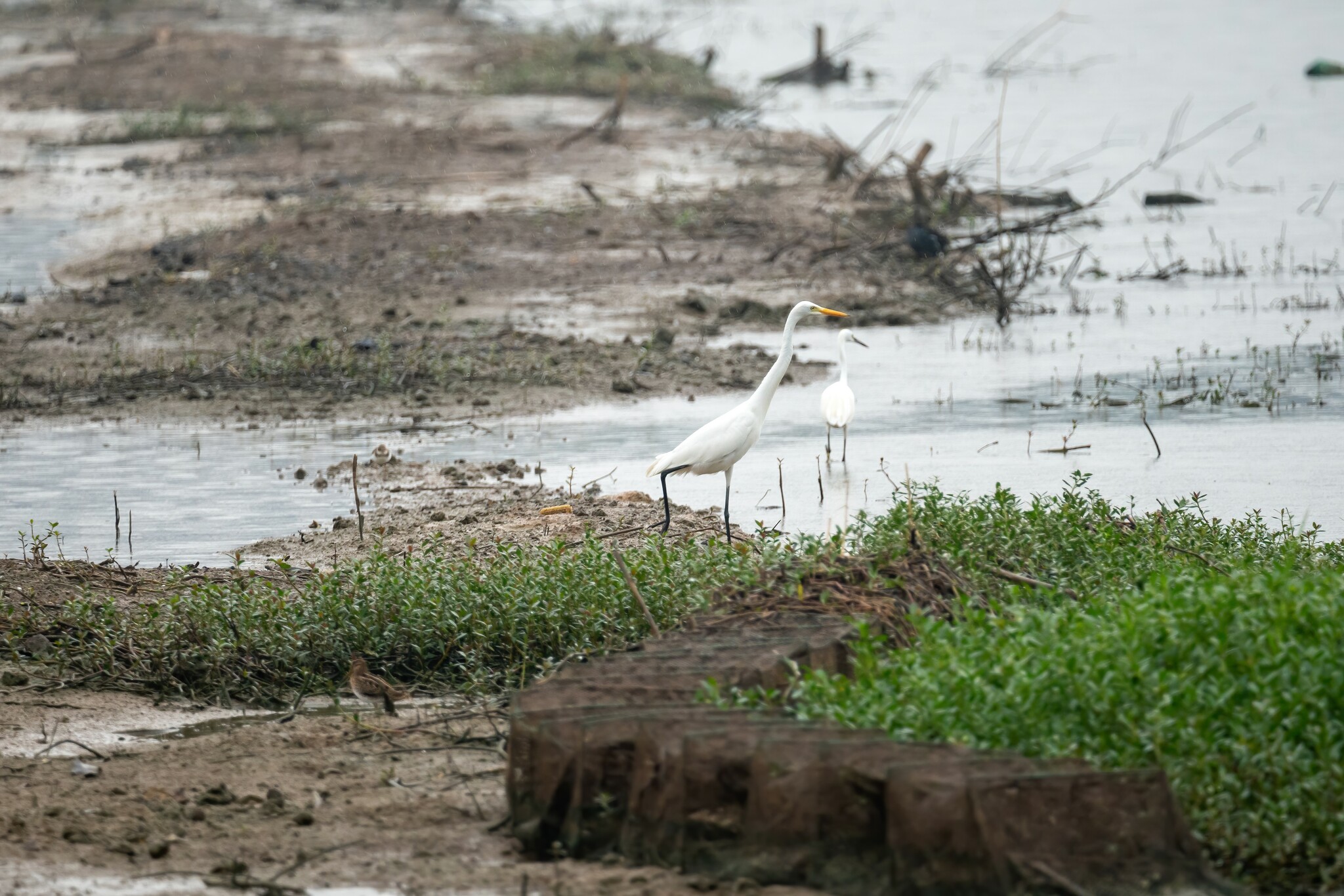 Medium Egret