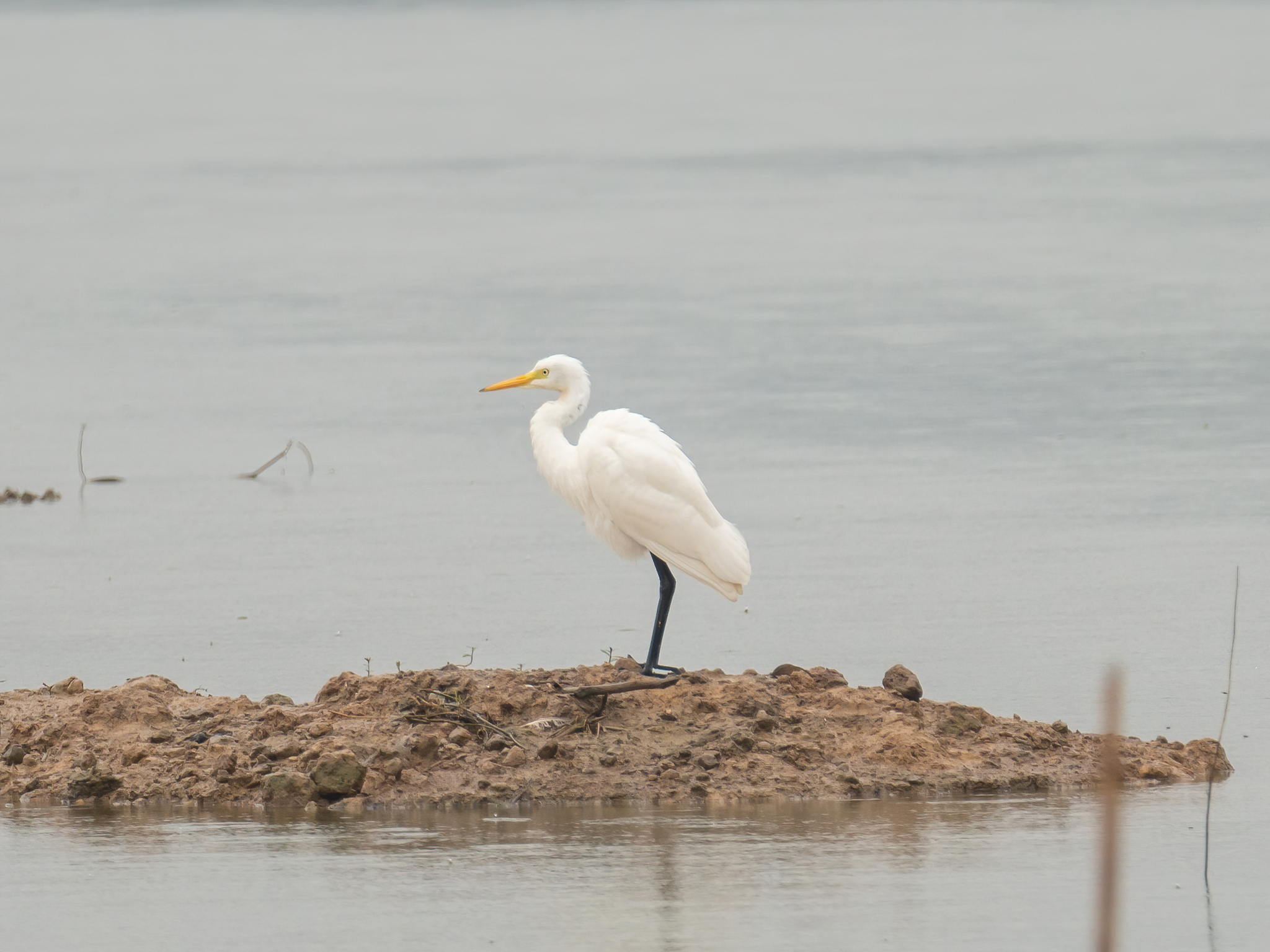 Medium Egret